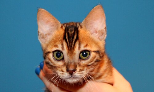 Kitten bengal brown spotted tabby