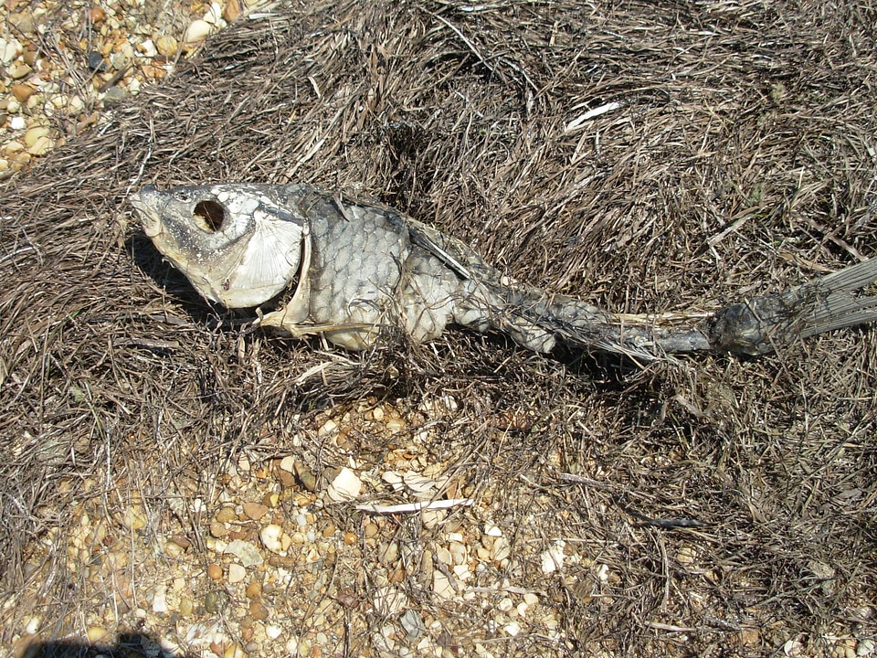 Fish death skeleton
