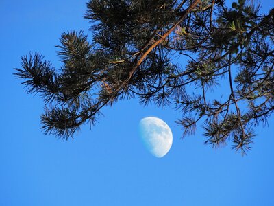 Evening tree needles