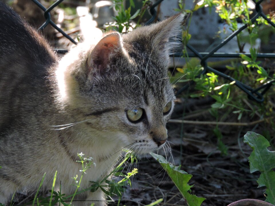 Cat animal cub