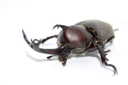 Unicorn animal insect