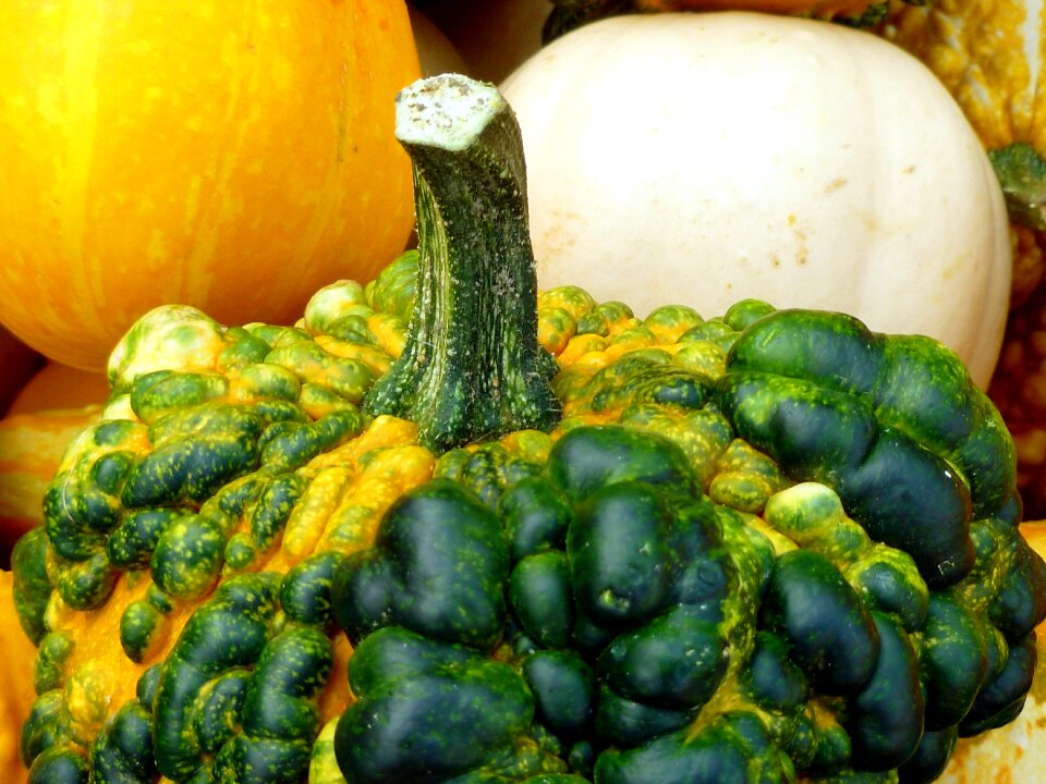 Autumn garden nature