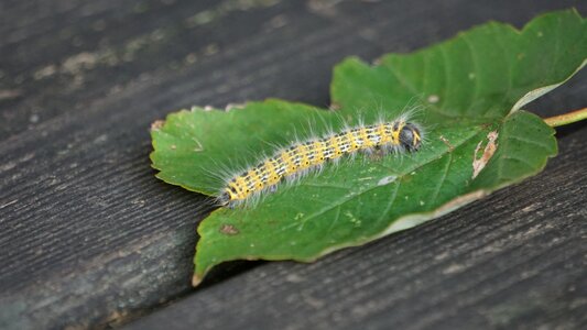 Insect stage of development leaf photo