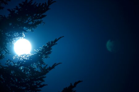 Tree full moon moon at night photo