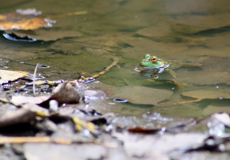 Amphibian marsh frog environment