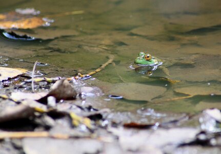 Amphibian marsh frog environment photo
