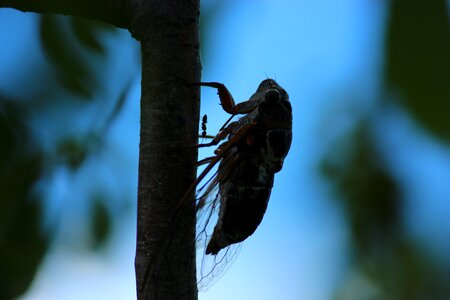 Crickets ant insect
