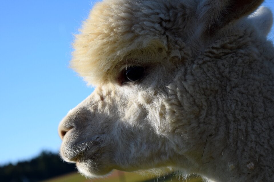 Fluffy furry nature