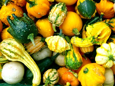 Vegetables orange harvest
