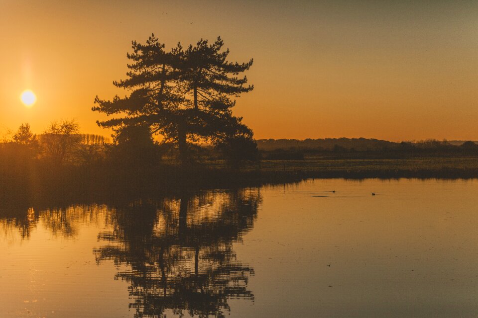 Trees sun landscape