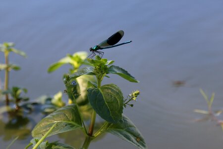 Dragonfly pond lorraine photo