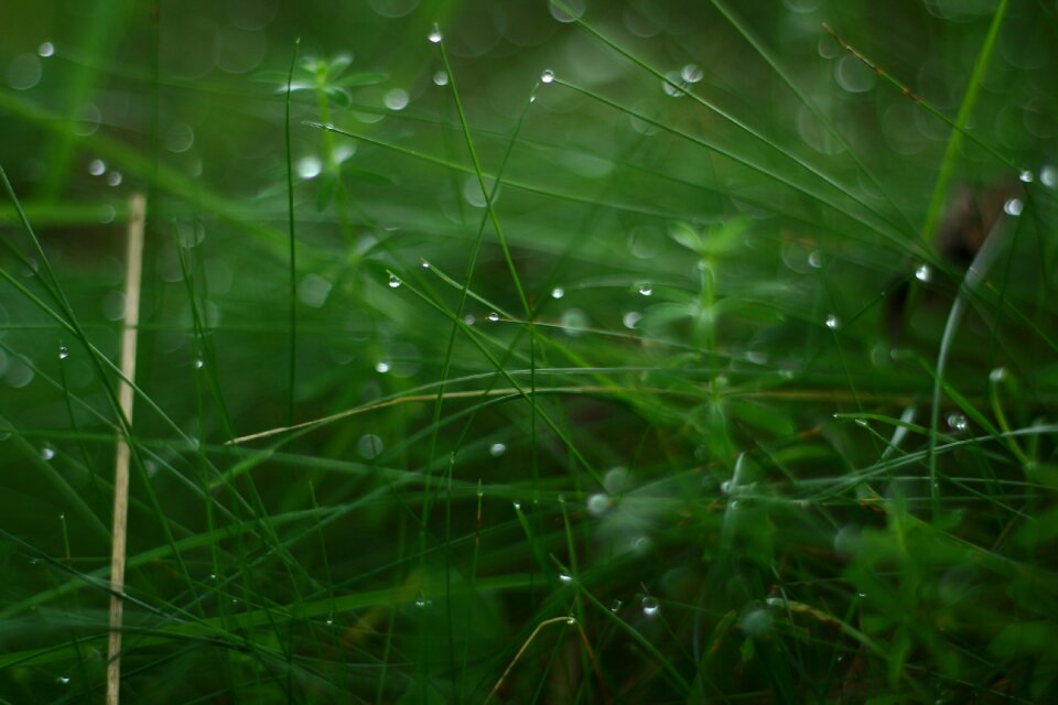 In the morning green pink