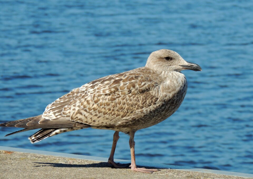 Gull sea water bird
