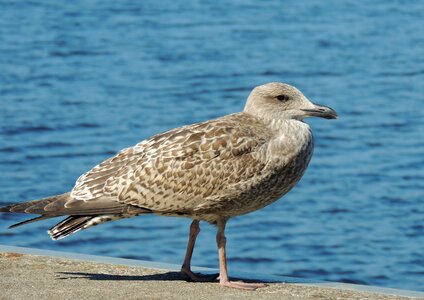 Gull sea water bird photo