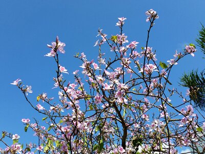 Garden flowers lilac