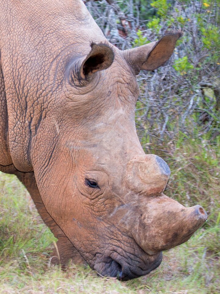 Addo national park rhino south africa