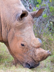 Addo national park rhino south africa photo