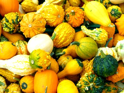 Vegetables orange harvest photo