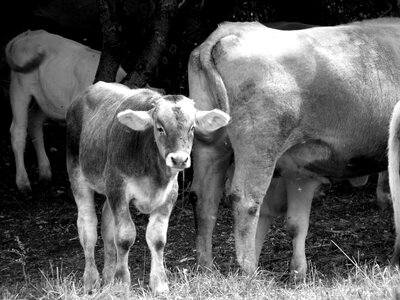 Agriculture cattle livestock photo