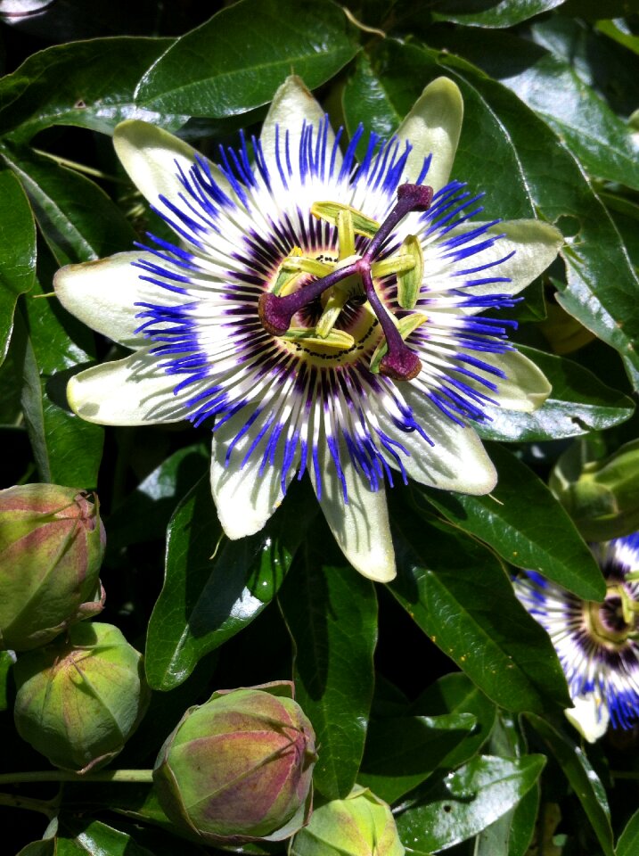 Summer bloom flower