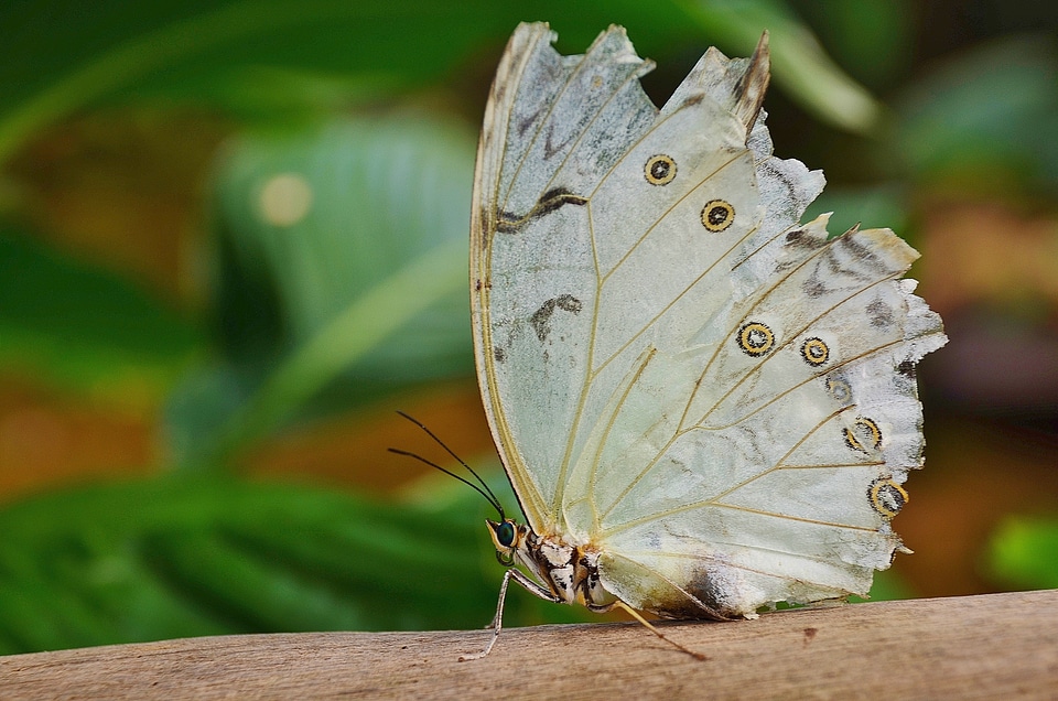Butterfly butterflies insect
