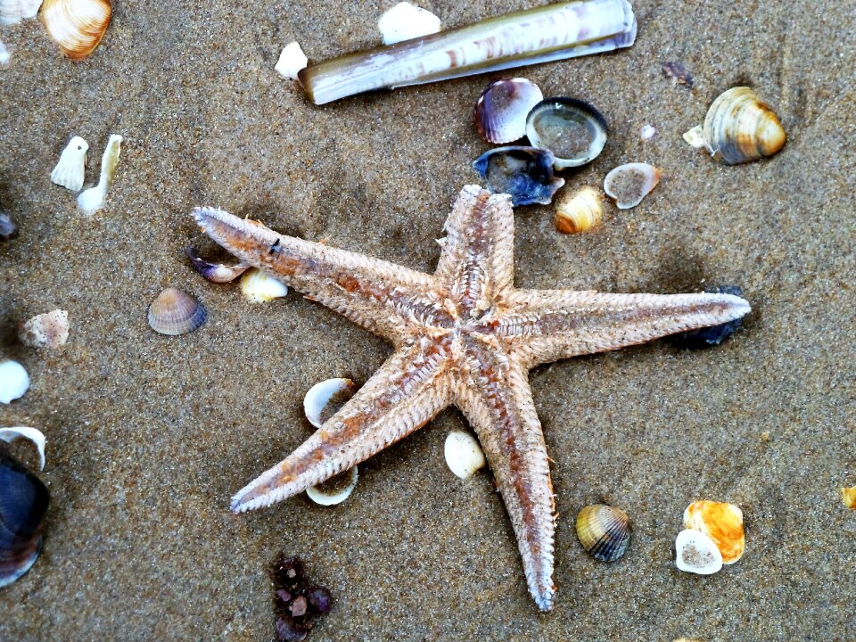 Shell shelling sand