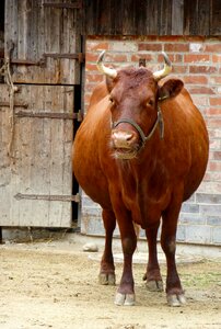 Animal agriculture brown