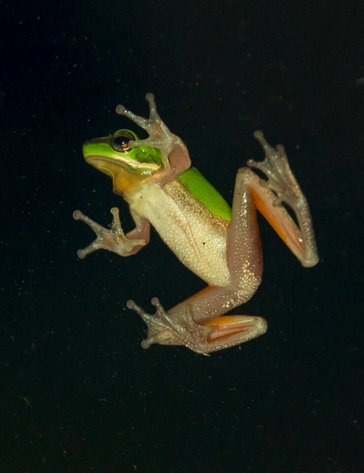 Tiny webbed feet window