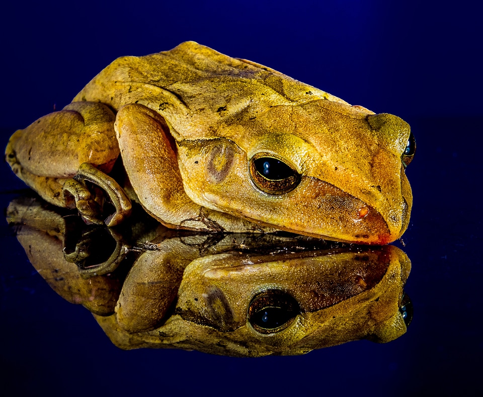 Frog close up mirror image