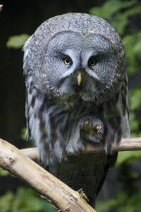 Bill bird of prey nocturnal