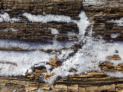 Bark tree spring