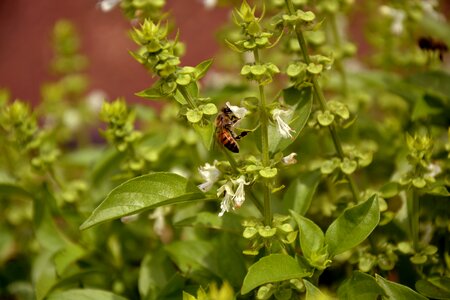 Macro spring garden photo