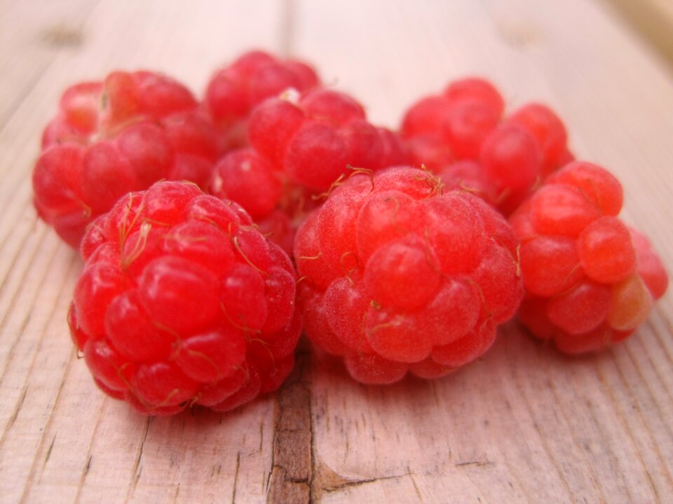Wild raspberry forest red forest