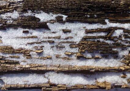 Bark tree spring photo