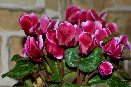Pink rooms cyclamen decorative photo
