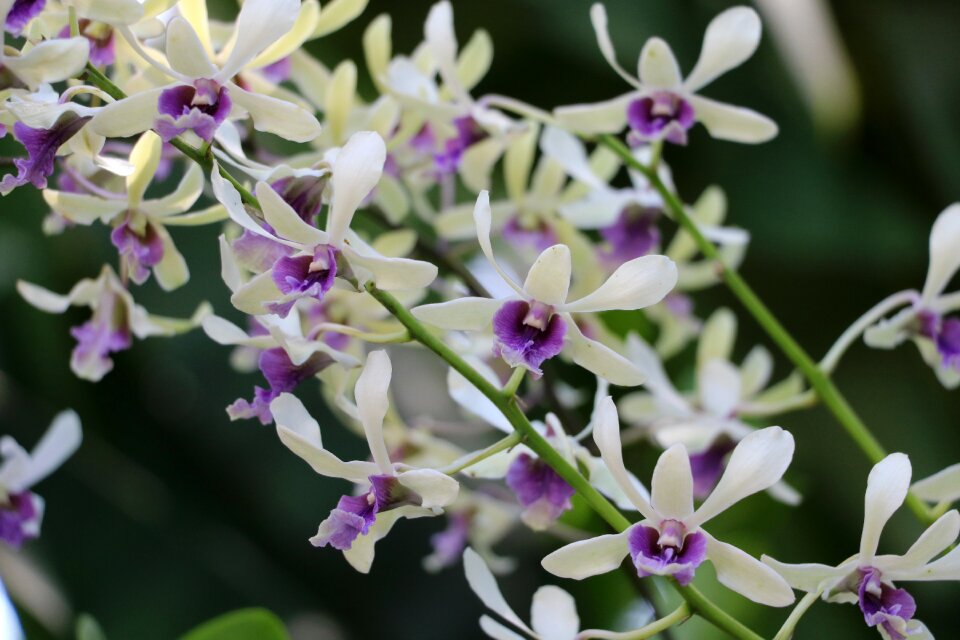 Beauty garden plant