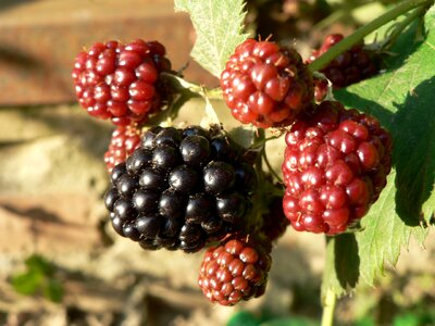 Berries summer