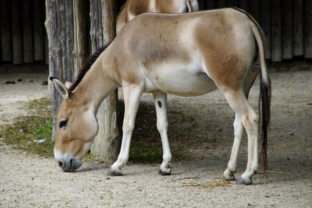 Ungulate horse animal enclosures