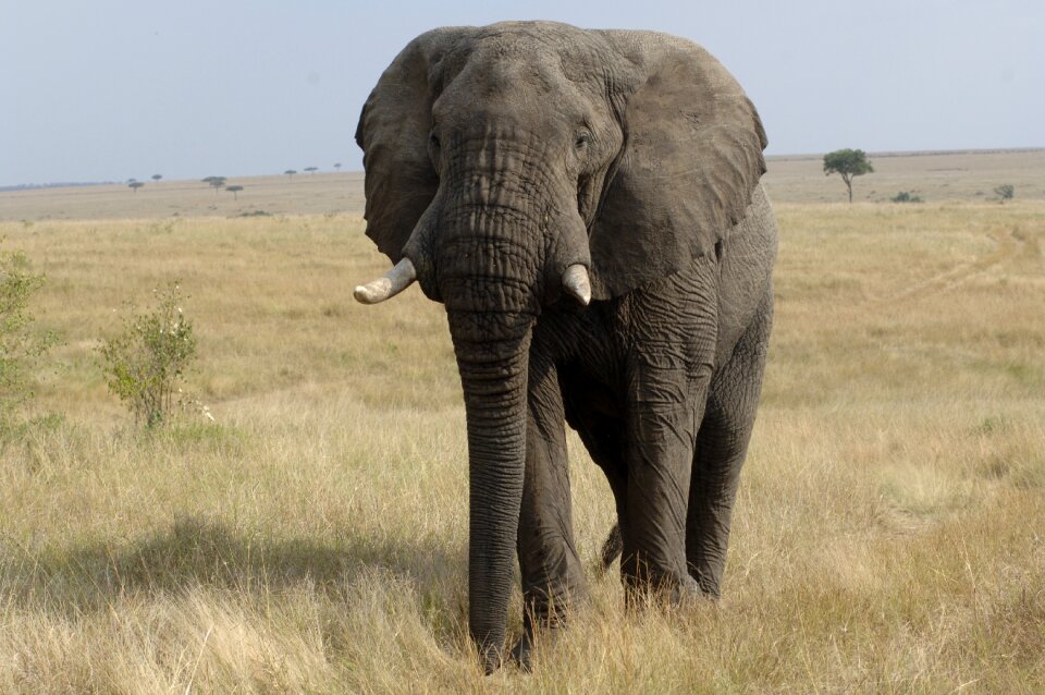 Elephant savannah kenya