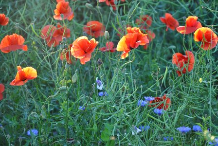 Maki field flowers