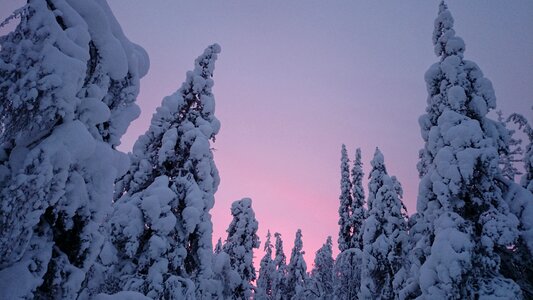 Lapland finland trees photo