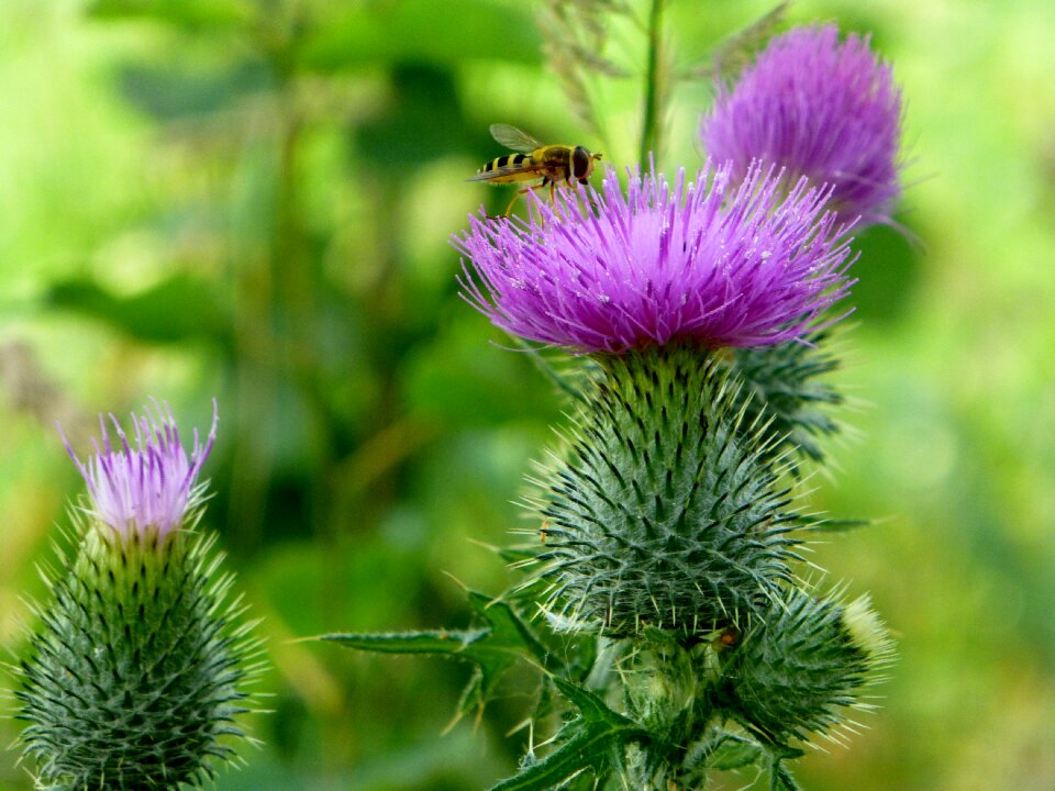 Insect wild flower prickly