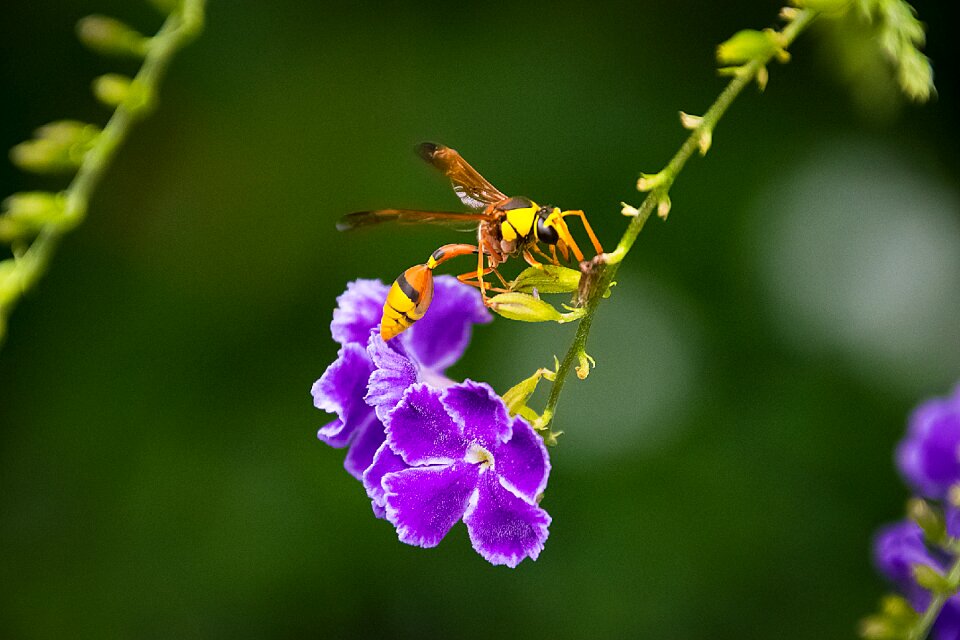 The tigers animals wasp