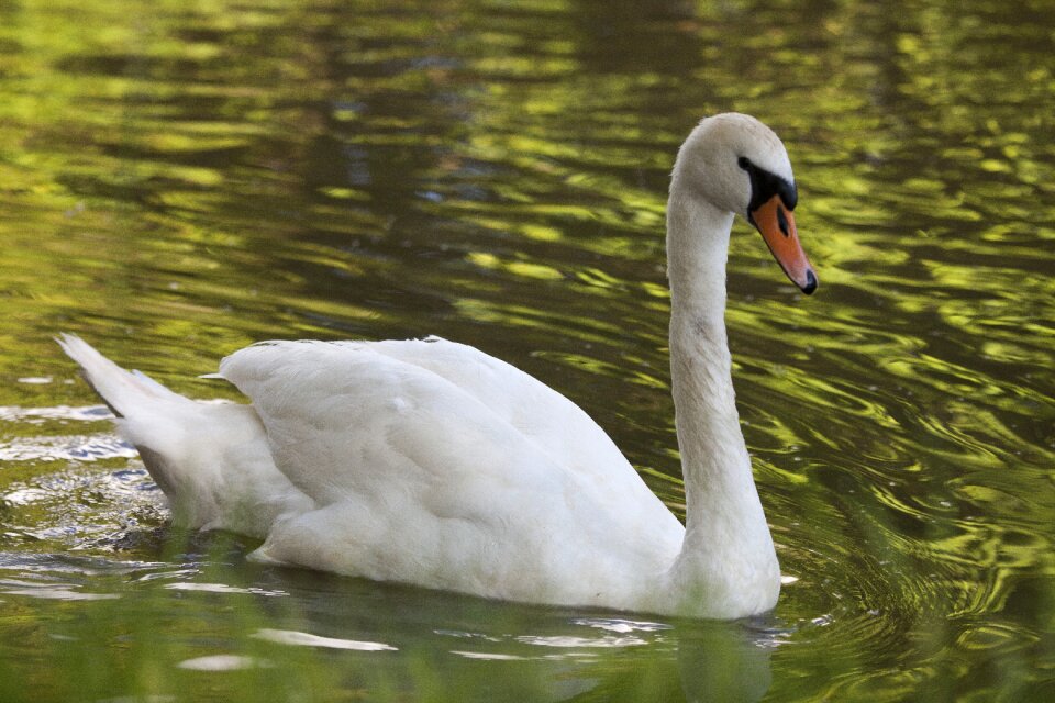 Grace nature animal
