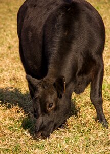 Stock black young