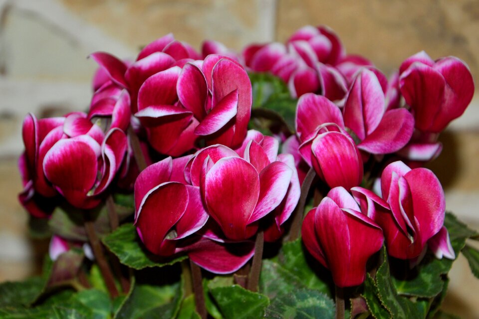 Pink rooms cyclamen decorative