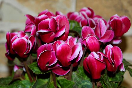 Pink rooms cyclamen decorative photo