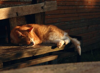 Pet animal relax