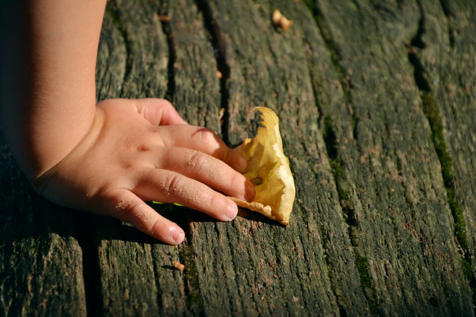 Leaf autumn wood plank