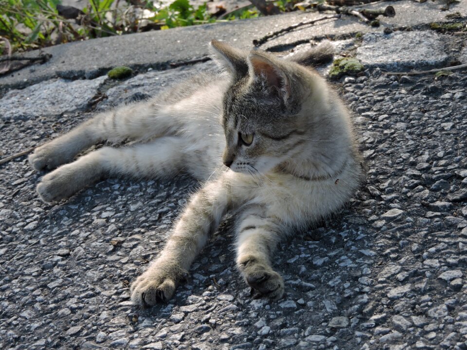 Cat small gray kitten photo